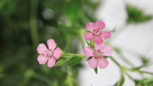 Acacia Plum Blossom language