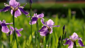 The floral language of Iris