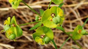 How to distinguish Euphorbia angustifolia