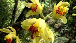 How to distinguish Huanghua crane orchid