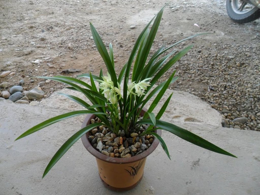 The orchid is so gluttonous that she grabs snacks with others, but it is really reliable to give it a little bit of food every other day.