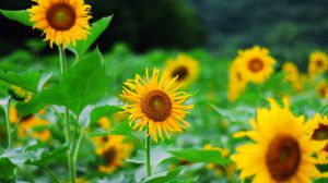 The moral and language of sunflowers