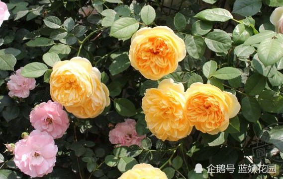 Pruning and maintenance of rose at the end of summer remember to open the pot again in a month.