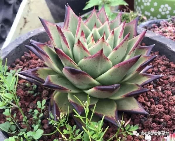 Want to sow succulent plants at home? Here's the trick.