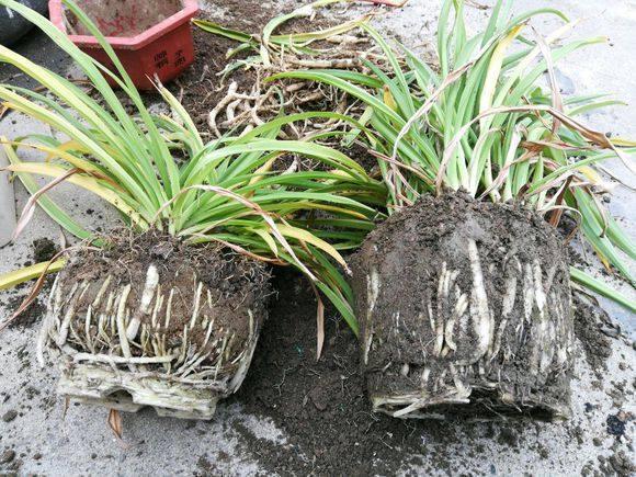 Four kinds of flowers must change the pot root system to grow like this in autumn. It won't survive the winter.