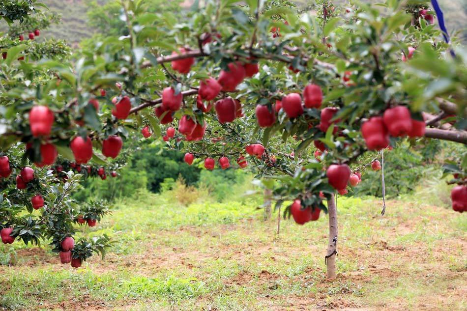 China's unique red fruit is as famous as American snake fruit. Now 10 yuan a jin is in short supply.