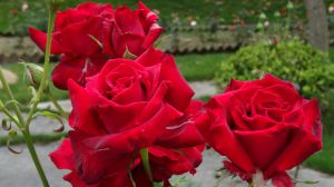 What is the flower language of roses?