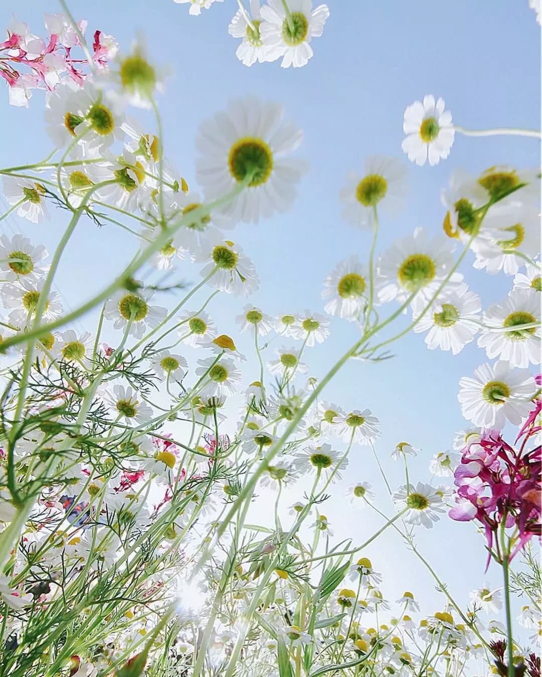 Chamomile, this small flower, soothes the heart and applies a mask to treat allergies.