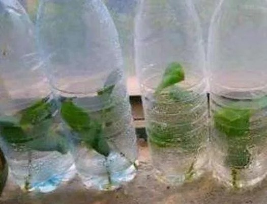 When cutting rose and gardenia, only one mineral water bottle is needed to insert one root to grow a pot