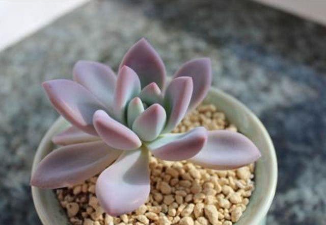 The appearance of six kinds of succulent plants is suitable for novice breeding, beautiful and easy to live.