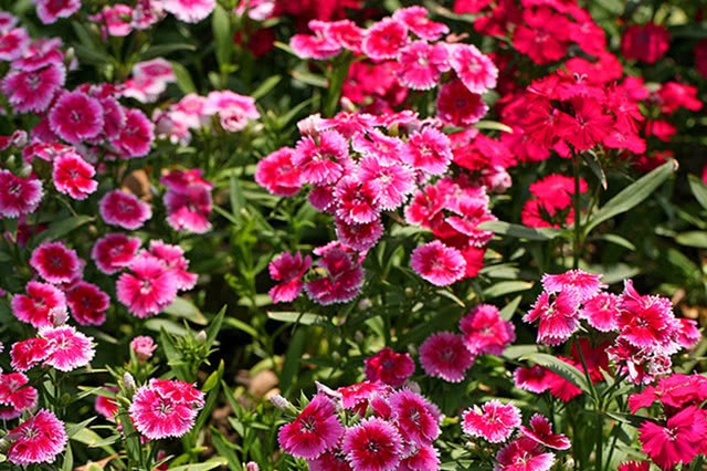 The first choice of 8 kinds of flowering balcony potted plants