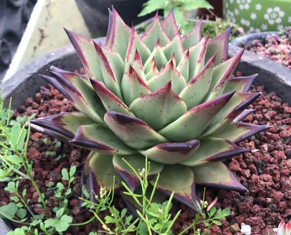 Want to plant succulent plants at home? Here are the skills. Come and learn quickly.