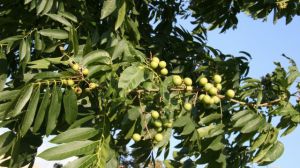 The difference between disease-free seed and Koelreuteria paniculata