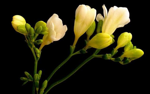 Freesia blossoms before the Spring Festival, the temperature control method becomes the key need, take it quickly.