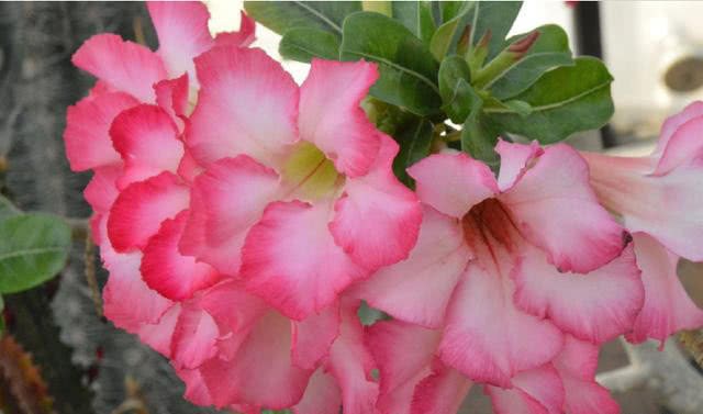 The desert rose leaves turn yellow because you didn't do these things, and you'll be able to keep them when you know it.