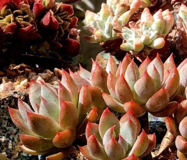 After the succulent plant leaves sprout, how to deal with the old leaves in order to make the new buds grow healthily?