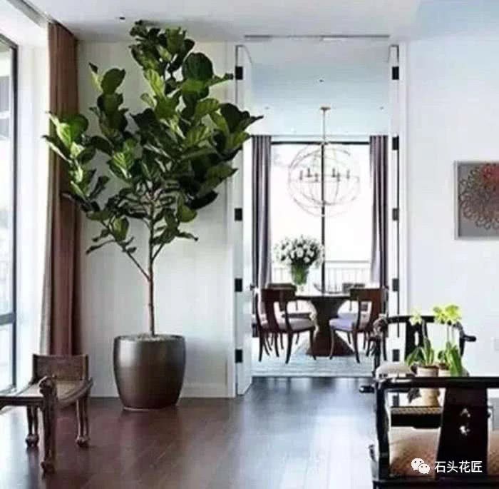 The living room keeps these three kinds of flowers pleasing to the eye and beginners in good health to keep them prosperous.