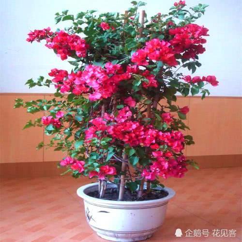 If you want the triangular plum to blossom more and brightly, which is more important than fertilizing, it is more important to collect in advance.