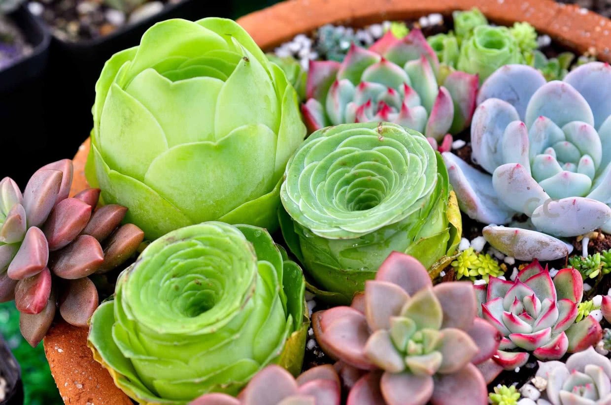 Have you ever seen all the succulent plants that the local tycoons love to raise?