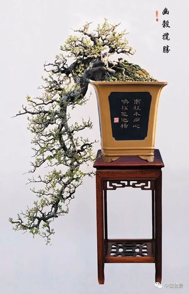 Tree design and manufacture of cliff bonsai