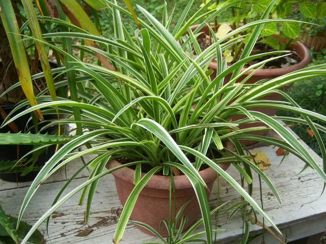 Household seasoning is amazing. Pour some soy sauce and water on the orchid. The yellow leaves turn green immediately.