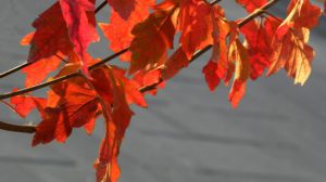 What's the difference between Jianshi maple and blood maple?