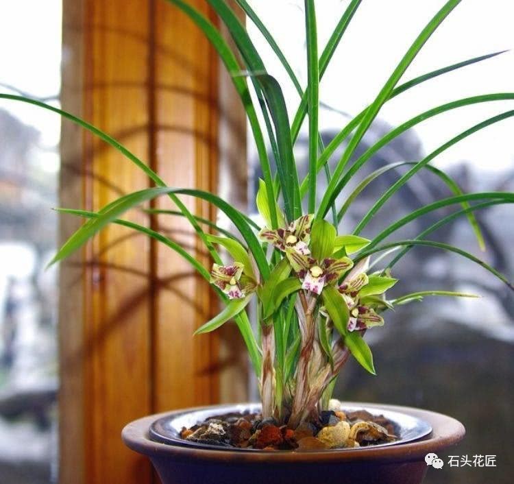 Add some to the orchid pot for 30 days to sprout and blossom in winter.