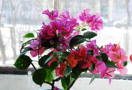 Balcony flowers in autumn and winter must be selected to keep the family alive and permanent in spring.