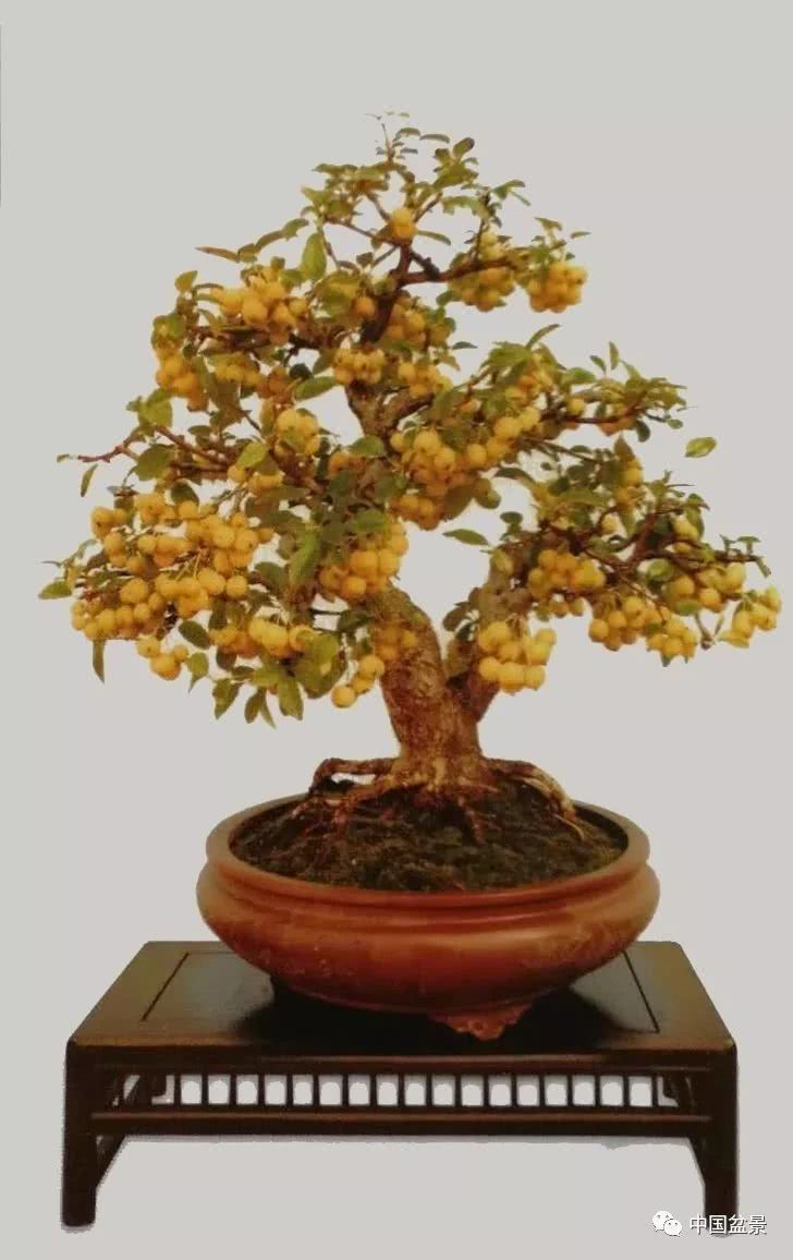 Enjoy bonsai and elegant stone: only by looking at gains and losses can you taste happiness.