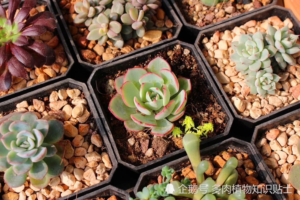 An army of succulent plants basking in the balcony when the sun came out