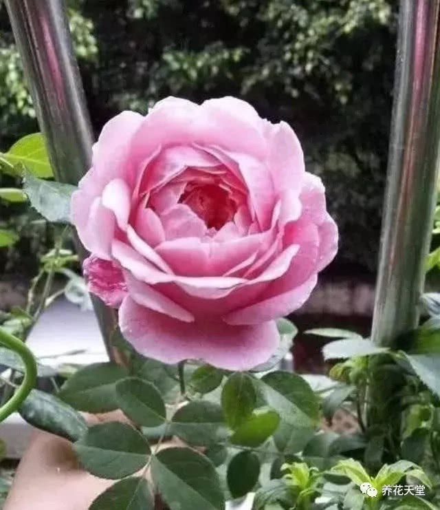 The whole process of rose cutting teaches you step by step that only one branch will blossom next autumn.