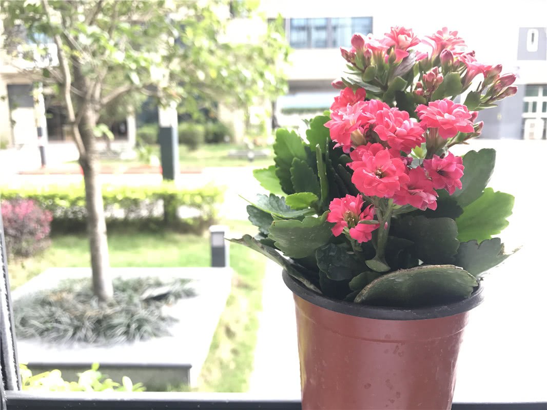 Potted longevity flowers: digging holes and burying sheep eggs is a good way to burst pots.