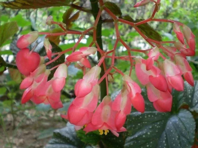 Is it really annoying to keep falling buds during the flowering period of begonia? Don't worry. This article will help you solve the problem perfectly.