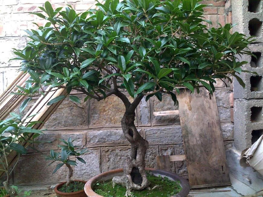 Potted sweet-scented osmanthus is cultivated in this small way with luxuriant leaves and dense flowers overflowing with fragrance