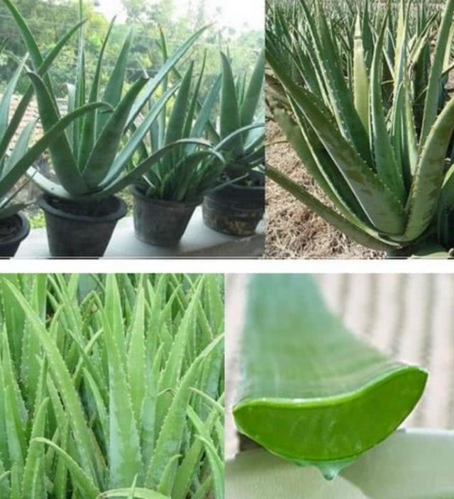 Can the potted aloe planted at home be used to smear your face? How to distinguish several different kinds of aloe and their efficacy