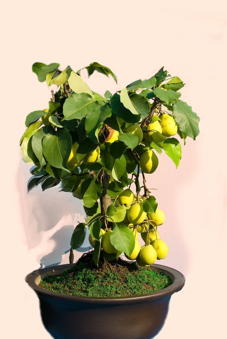 Have fruit trees been moved into the ranks of potted plants? The desire to eat has become the way to make money.