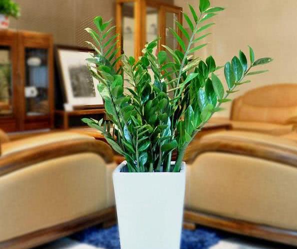 Several necessary fengshui plants at home make you rich, good-looking and easy to raise.