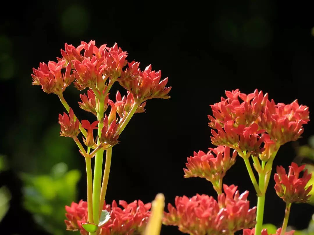 Do the longevity flowers raised at home blossom? Just pay attention to these points in autumn maintenance.