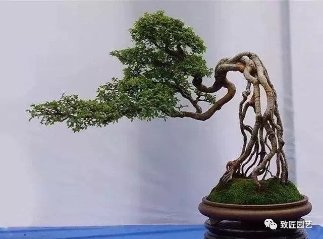 On the appreciation and creation of bonsai