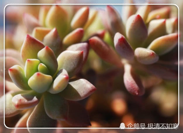 Four tips for growing fat and succulent are simple and effective. You really want to raise succulent, fat and super cute.