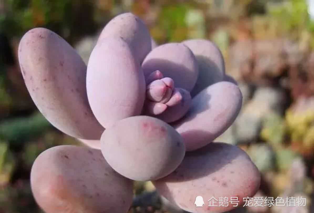 The three common problems of succulent plants have finally found the secret to solving them.