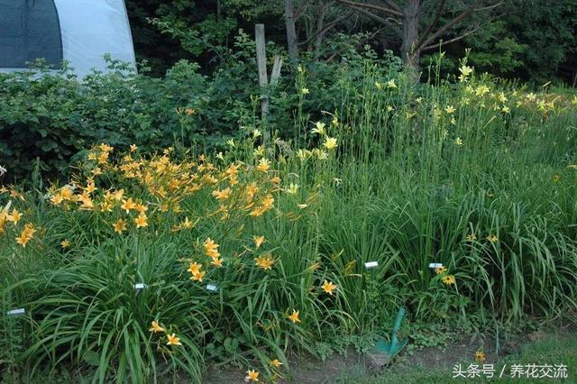 Cauliflower grown in the yard to produce brilliant yellow flowers without constant care