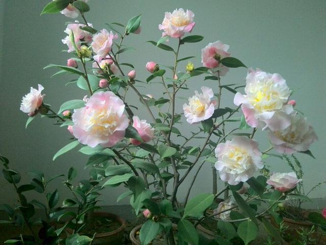 The camellias with the strongest fragrance are as beautiful as peonies and can be used as bonsai.