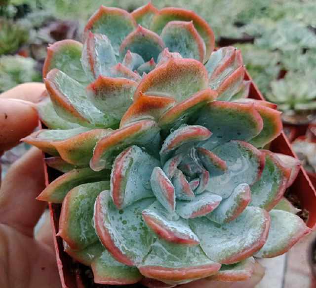 To awaken your succulent plants in autumn, start from three aspects.