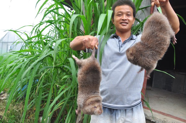 This guy likes to eat bamboo. It used to be 400. One is very popular all over the country. Now there is a price but no market for 40.