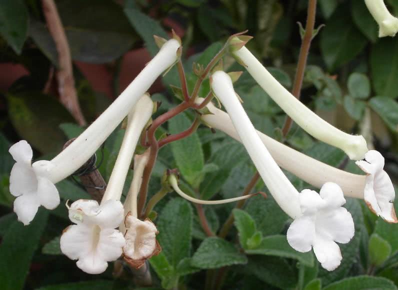 I'm sure you haven't heard of this kind of flower. The flowers that are sun-resistant and easy to grow are fragrant all over the house.