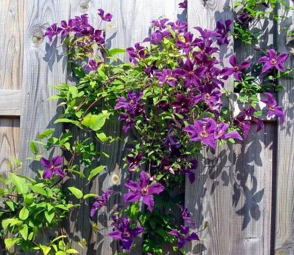 Friends in the north plant climbing vines on the outdoor balcony. Clematis are fine at minus 20 degrees in winter.