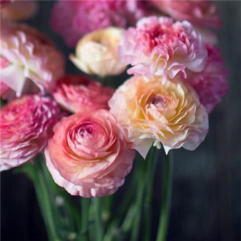 The flowers of foreign peonies planted in autumn are more beautiful than peonies.