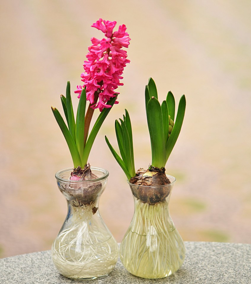 Hydroponic hyacinth 4 small details stew a pot of clothes to develop works of art