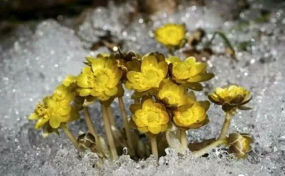 When the weather is cold, these five kinds of immortal flowers can bloom in the ice and snow and the last one can bear fruit.